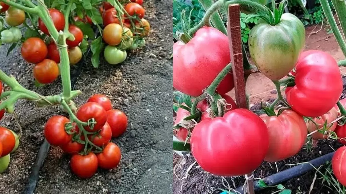 Как разговор с деревенским продавцом помог сэкономить на семенах