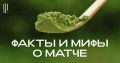 Чай матча: мифы и реальность популярного напитка