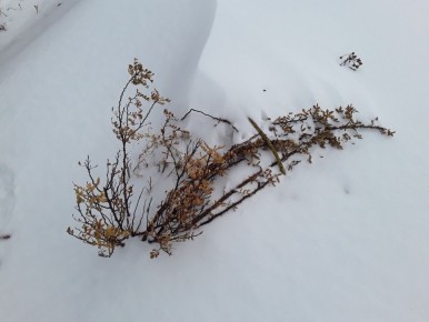 Зимовавшие без укрытия розы: смогут ли они пережить суровые морозы?