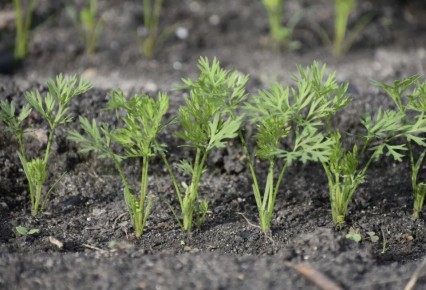 Июнь в огороде: секреты успешного ухода за морковью и свеклой