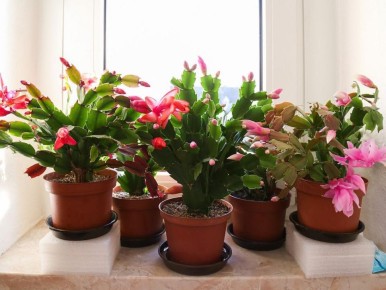 ������ ��������� ��������� ��������: ��� �������������� ������ � ������� ��� ���������