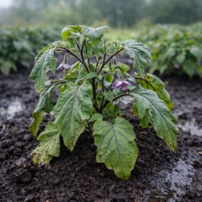 Почему баклажан так чувствителен к переменам погоды