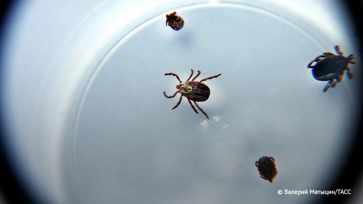Жителей Хакасии предупредили о свирепствующих клещах и посоветовали не посещать леса