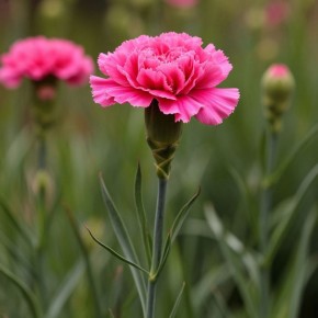 ��� ���� ����������� ������� ��� ����: �������� � ������ ���� �� �������� �����