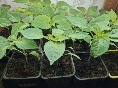 Как вырастить идеальную рассаду перцев: секреты успешного процесса