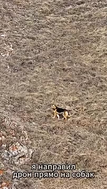 Марала от своры бродячих собак спас красноярский фотограф с помощью беспилотника