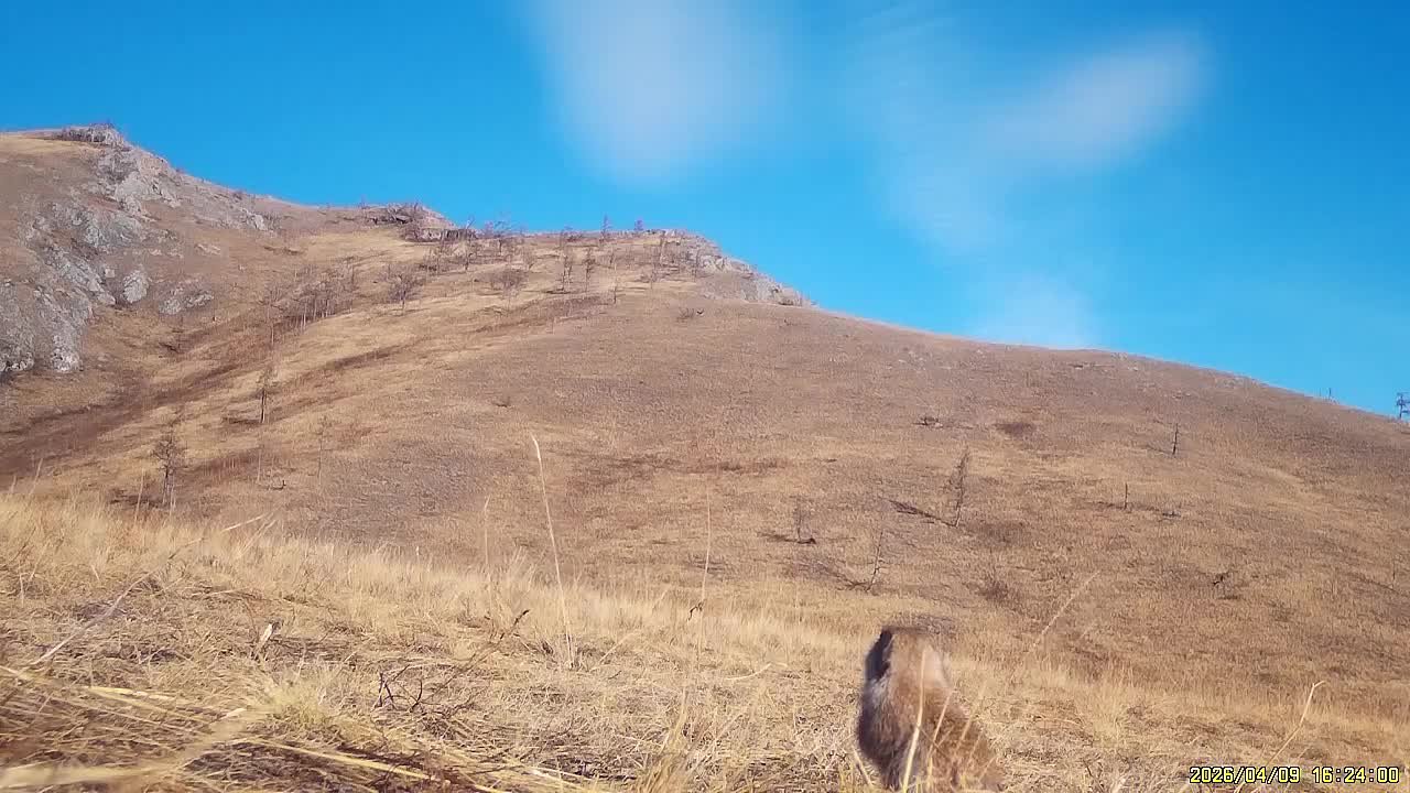 Привет от степных жителей: суслики проснулись и уже вовсю активничают в заповеднике «Хакасский»