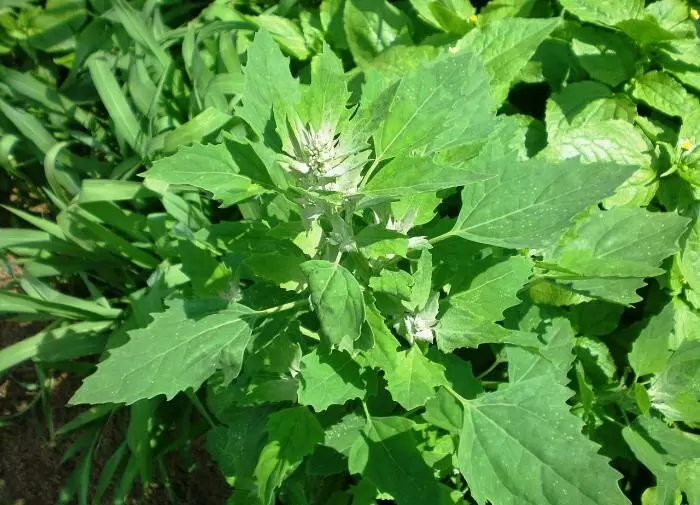 Как эффективно защитить свой огород от сорняков: секрет мульчирования