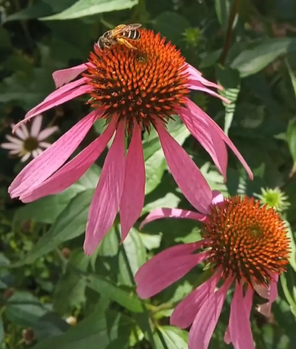 Цветочный бум 2026: что садоводы будут выращивать в новом сезоне