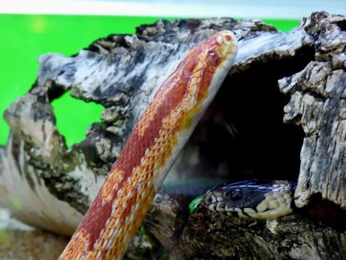 �������� �� ��� 100%: ��� �������� � �����