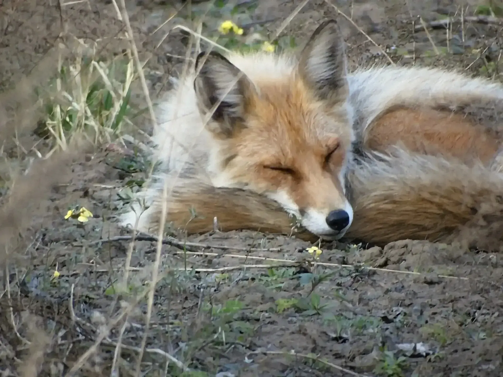Сибирские лисы меняют зимний наряд Сибирские лисы меняют зимний наряд