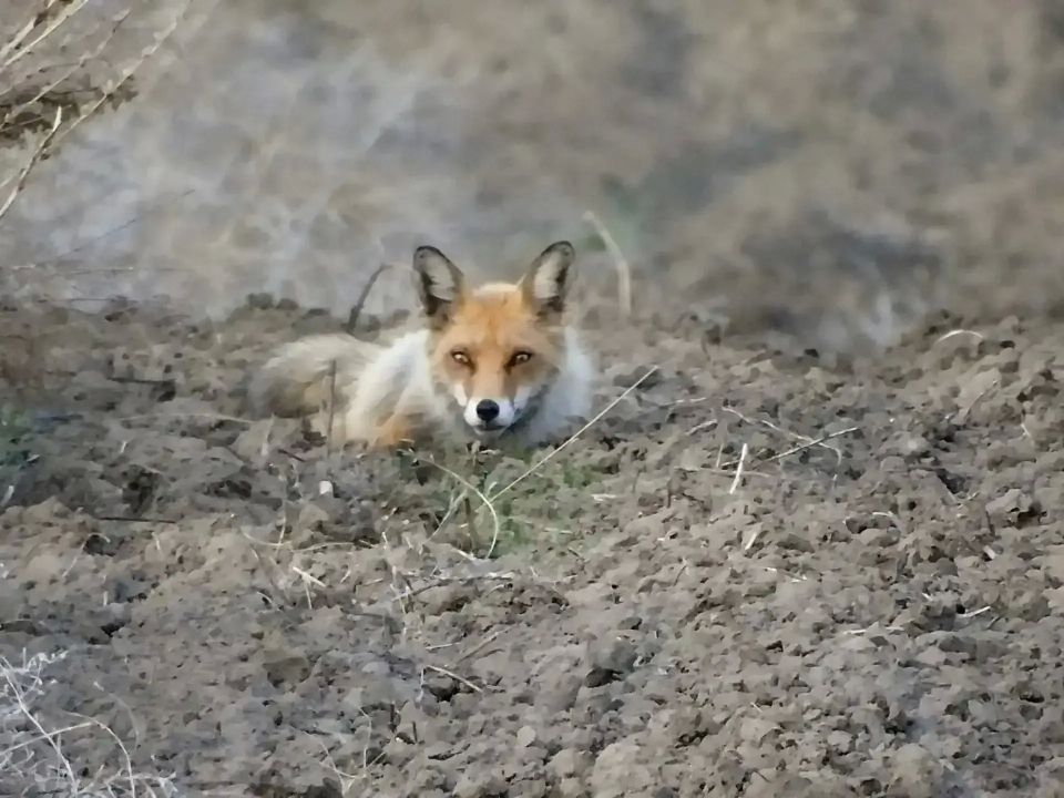 ��������� ���� ������ ������ �����