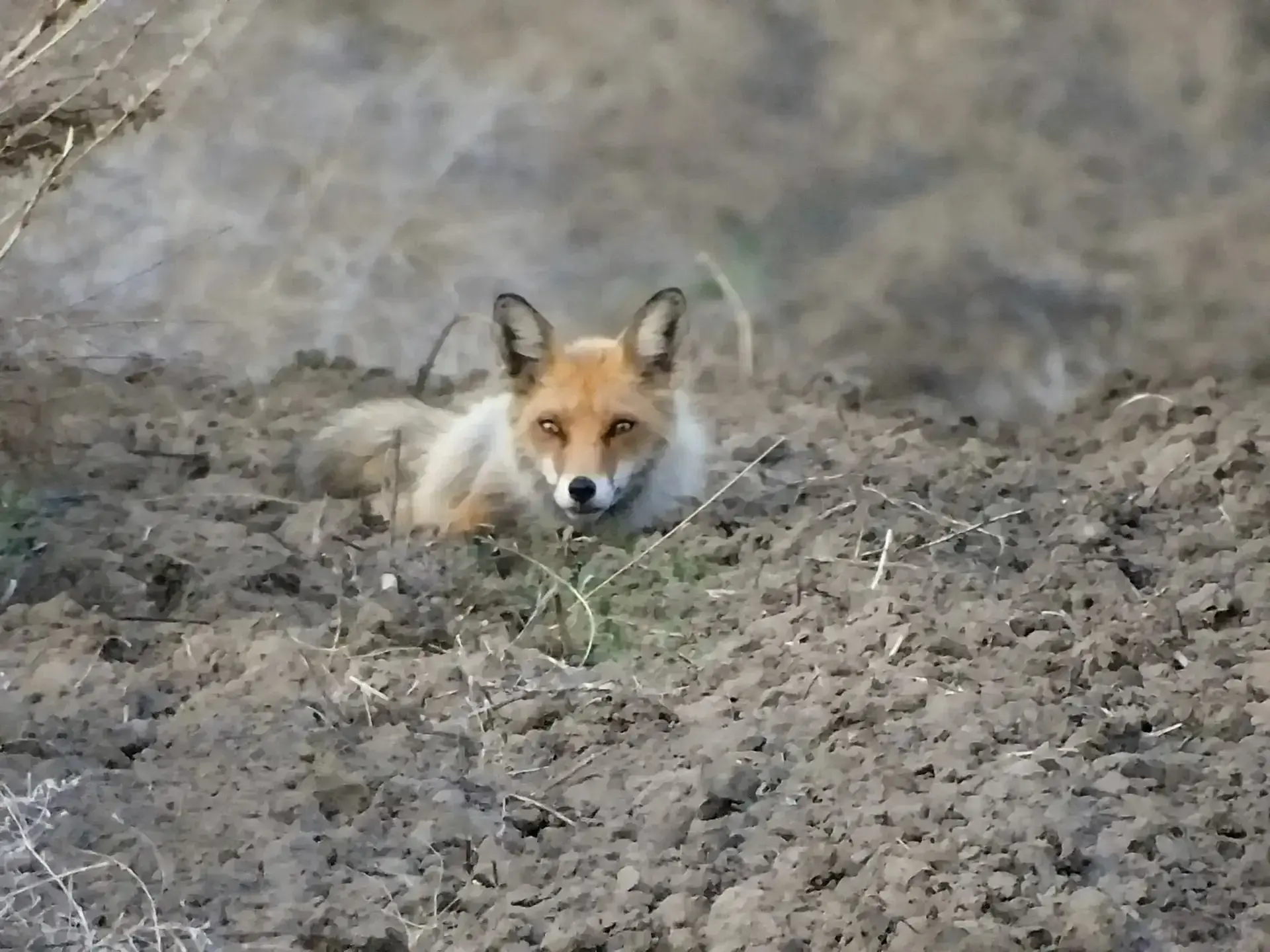 Сибирские лисы меняют зимний наряд