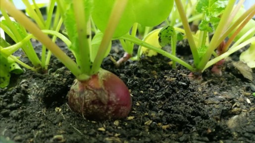 Что стоит посадить в апреле: выбор для холодостойких культур