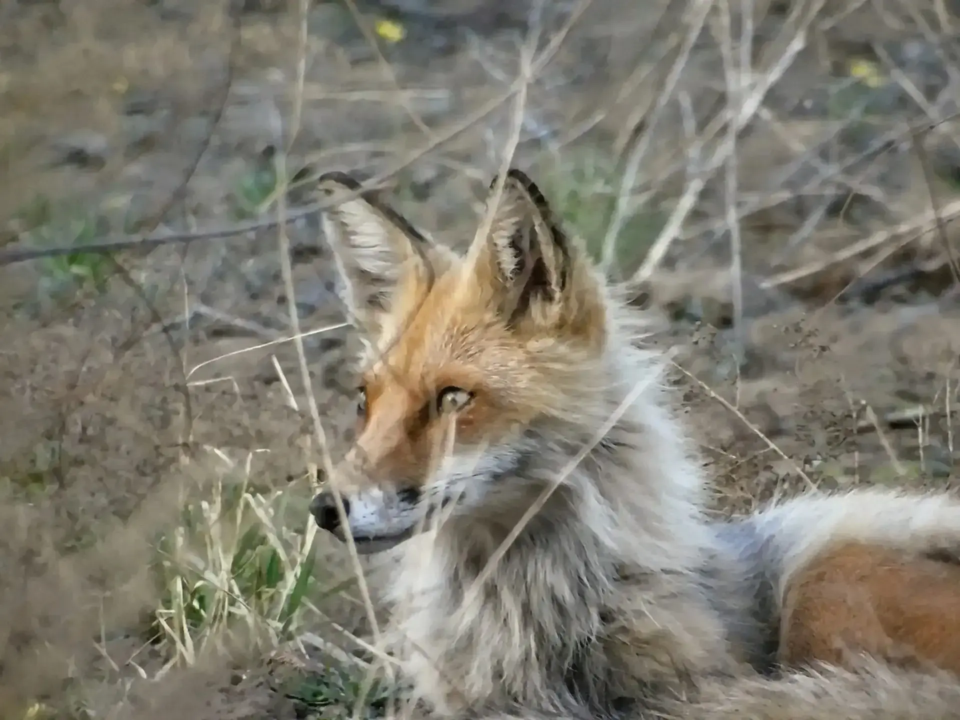 Сибирские лисы меняют зимний наряд Сибирские лисы меняют зимний наряд
