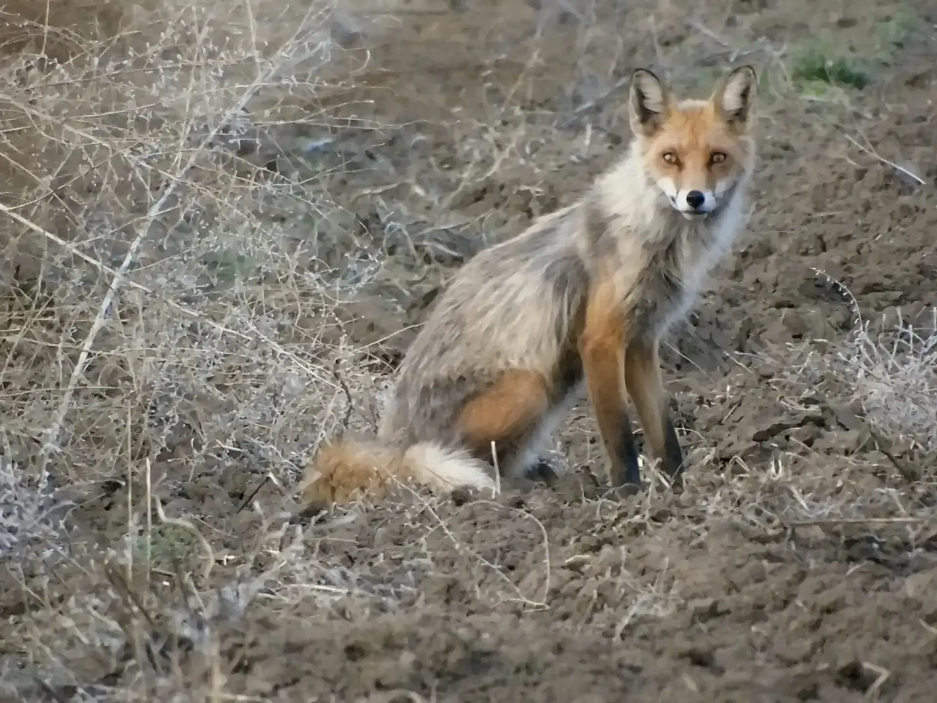 Сибирские лисы меняют зимний наряд Сибирские лисы меняют зимний наряд