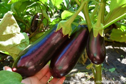 ������ ��������� ����� ������ ���������� ��������� ���������?