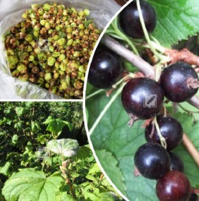 Осенние секреты ухода за черной смородиной: борьба с болезнями и вредителями