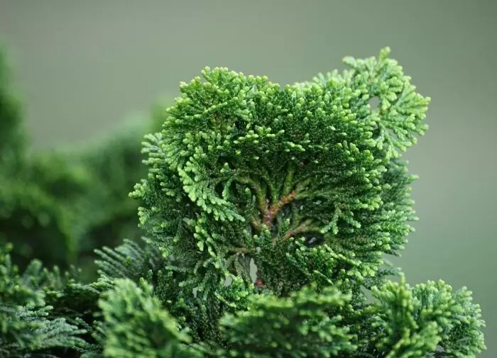 Уход за туей весной: секреты красивой хвои на весь сезон