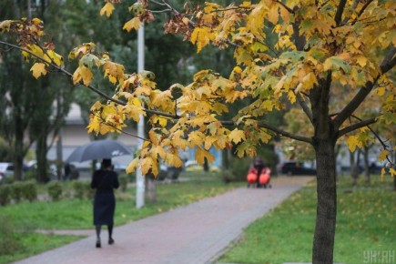 Дерева, которые не стоит сажать в саду: советы экспертов