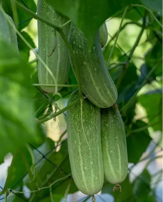 Как собрать рекордный урожай огурцов: три секретные стратегии для дачников