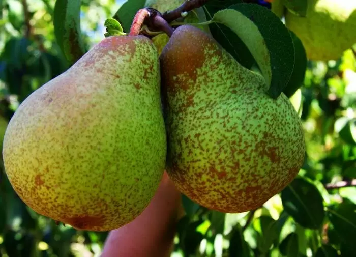 Как избежать ошибок, влияющих на урожай груш: советы для садоводов