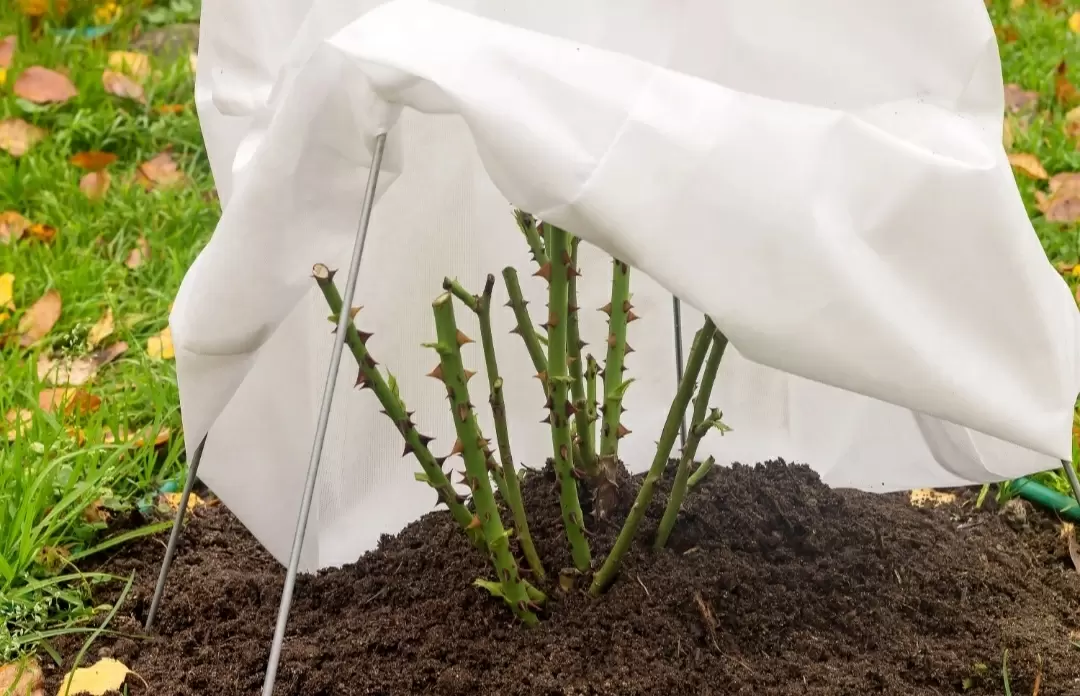 Подготовка роз к зиме: секреты на успешную зимовку