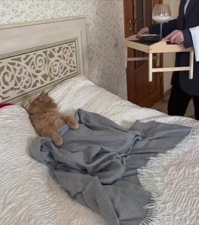 ������ ����, �������!