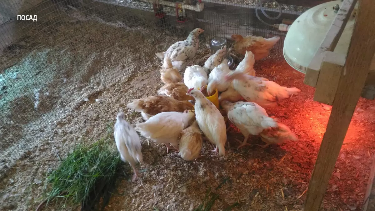 Куры на даче: Рентабельность домашнего яйца