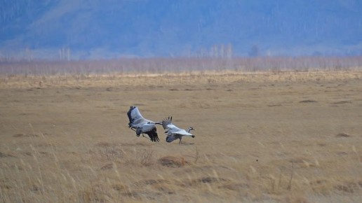 ����� �� ���������� �����: ������ ���� ���������� ��������-�������� �������� �� ������� ��������� ������� "����������"