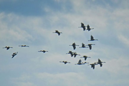 ���������� �����: ��������� ����������� ������� � ��������� ���� ���������� ���������� ���������� ����������