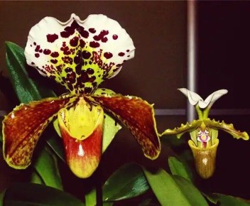 ������� ��������� ���������: ������������ �������, �������������� ��������