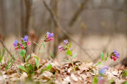 ��������: �������� ���� � ������������� ��������� ����������