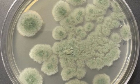 ��������� ����, ������������� �������� � ������ �������