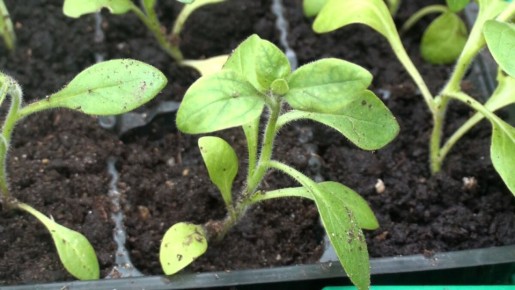 ��� ����� ��������� �������: ������� ���������� ��� �������� ��������