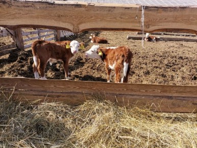 ����� ������� ���������, ������ ������ ���������� ������ �� ������ ����� � ������