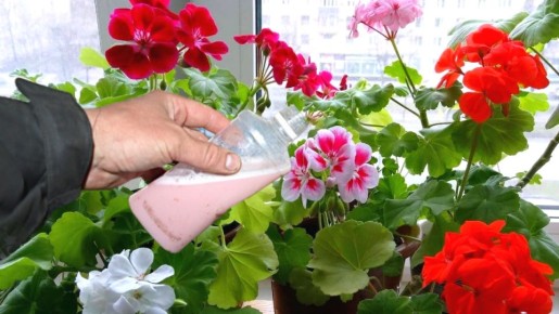 ������������ �������� ������ �����