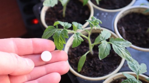 ��� ������ ������ ��������: ������� ������ � ��������� ��������� �� ������