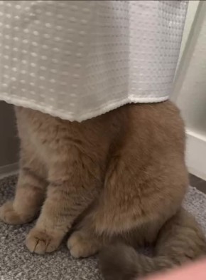 ������ ����, �������!