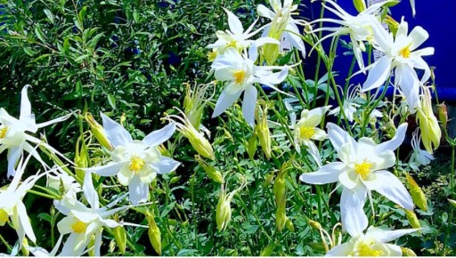 ������������ ��������: ������� ����������� ���������