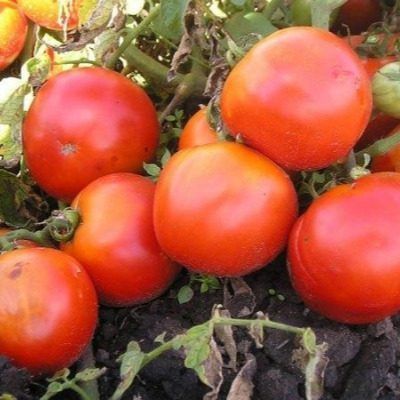 ����� ���������: ������� ����� ��� ������ �����