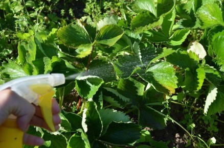 ��� ������, ���� �������� �������� ����� �� ������