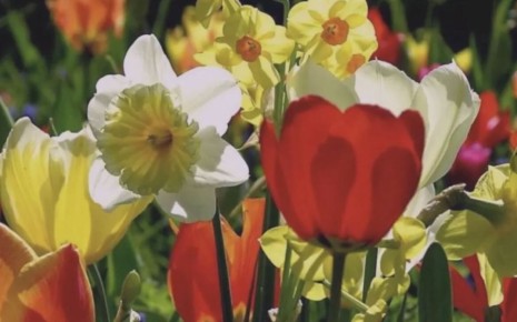 ��� ��������� �� ���������� � ����������: ������� ��������� ��������