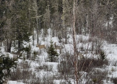 � ������� ������� ����� ������� ����������� ����� ����� ��������: ������� ���� ��������� �������� �����