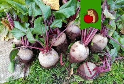 ��� ��������� ������� ������: �������� ������ �����