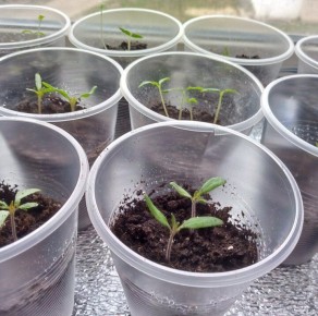 ��� ������ �������� �������: ������ �� ��������� ��� ��������� �����