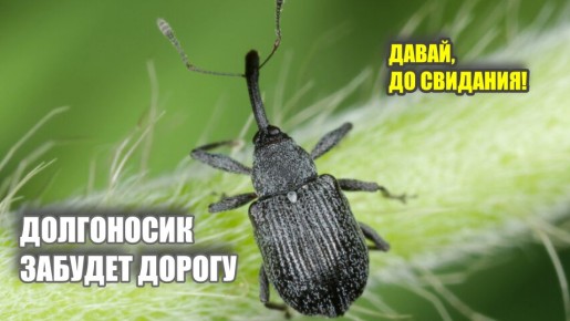 ��� �������� �������� �� �����������: ������ ��� ����������� ���������