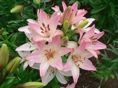 ����� ������: ��������� ���������� ����� � ������������