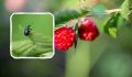 ��� ���������� ���������� �� �������� ����������� �� ������