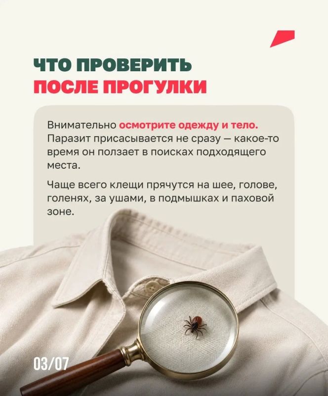 Клещей можно встретить не только в лесу Клещей можно встретить не только в лесу